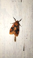Miltochrista rubricosa