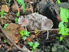 Coprinopsis lagopus