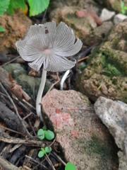 Coprinopsis lagopus