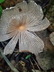 Coprinopsis lagopus
