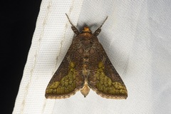 Thysanoplusia intermixta