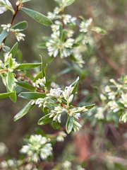 Styphelia mutica