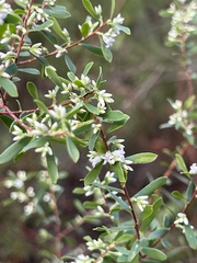 Styphelia mutica