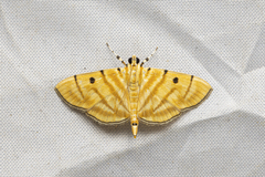 Notarcha tigrina