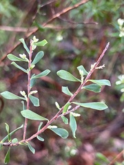 Styphelia mutica