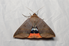 Thyas juno