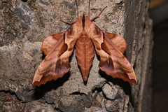 Phyllosphingia