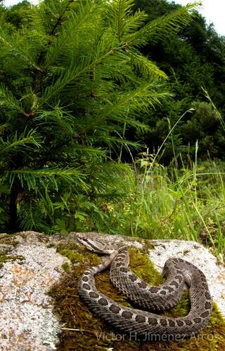 Dusky Rattlesnake