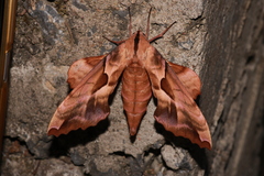 Phyllosphingia