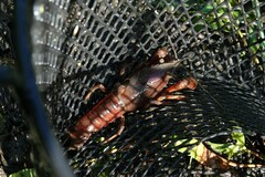 Procambarus gracilis