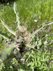 Cirsium osterhoutii