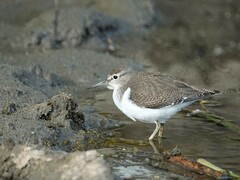 Actitis hypoleucos