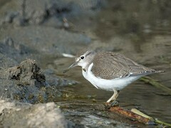 Actitis hypoleucos