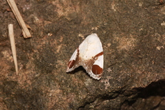 Sphragifera biplagiata