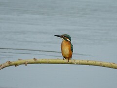 Alcedo atthis
