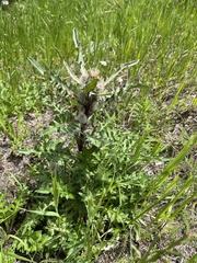 Cirsium osterhoutii