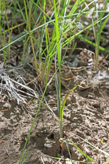 Perideridia bolanderi bolanderi