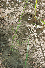 Perideridia bolanderi bolanderi