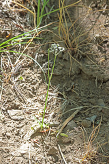Perideridia bolanderi bolanderi