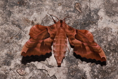 Phyllosphingia