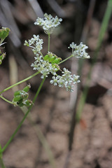 Perideridia bolanderi bolanderi