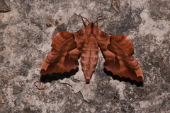 Phyllosphingia