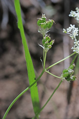 Perideridia bolanderi bolanderi