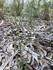 Brachyscome paludicola