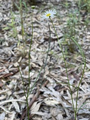 Brachyscome paludicola