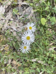 Brachyscome paludicola