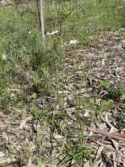 Brachyscome paludicola