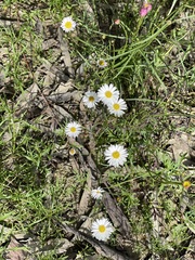 Brachyscome paludicola