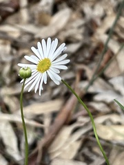 Brachyscome paludicola