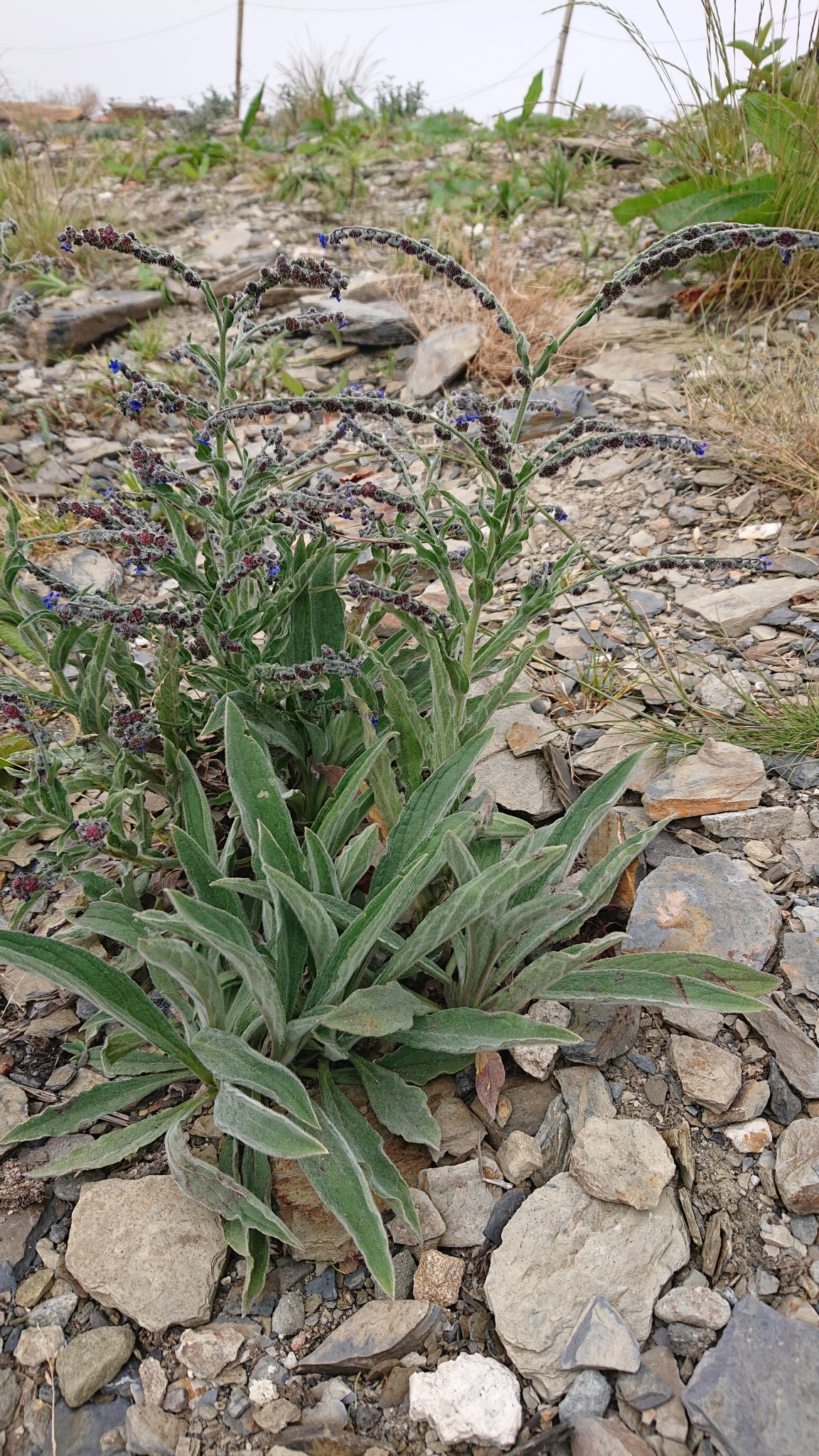 Cynoglossum alpestre