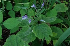 Scutellaria ovata ovata