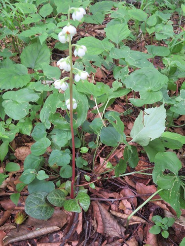 Image of Pyrola japonica by (c) Marco Mussita, some rights reserved (CC BY)