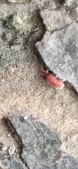 Trombidioidea
