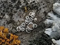 Myriolecis crenulata