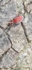 Trombidioidea