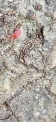 Trombidioidea
