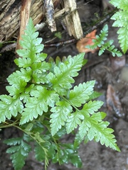 Davallia solida