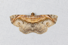 Lophoruza pulcherrima