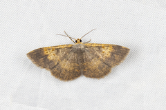 Peratophyga venetia