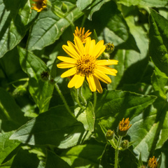 Arnica lanceolata prima