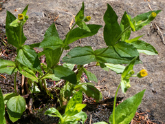 Arnica lanceolata prima