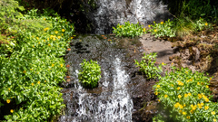 Arnica lanceolata prima