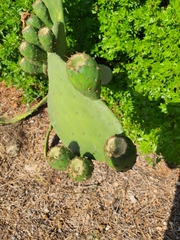 Opuntia ficus-indica