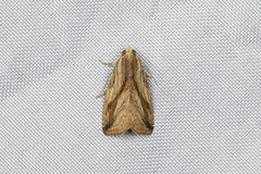 Rivula striatura