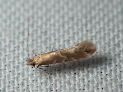 iNaturalist observation photo of Cremastobombycia grindeliella