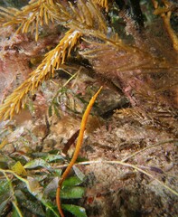 Stigmatopora narinosa